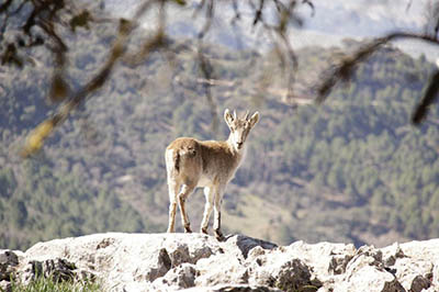 ibex berggeit in natuurgebied 400